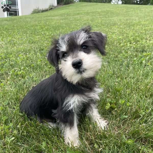 Orpha, Miniature Schnauzer Puppy