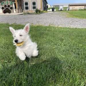 Parker, West Highland Terrier Puppy