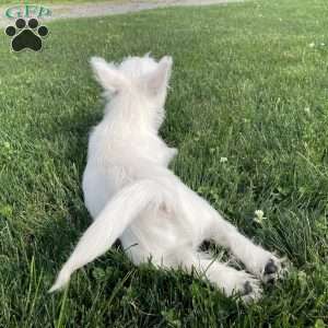 Parker, West Highland Terrier Puppy
