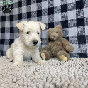 Sheena, Scottish Terrier Puppy