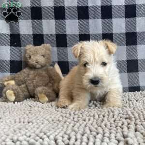 Shelby, Scottish Terrier Puppy