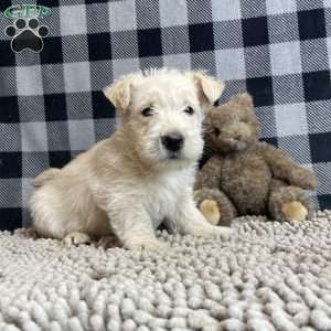 Sheena, Scottish Terrier Puppy