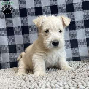 Sheena, Scottish Terrier Puppy
