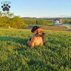 Leo, African Boerboel Puppy