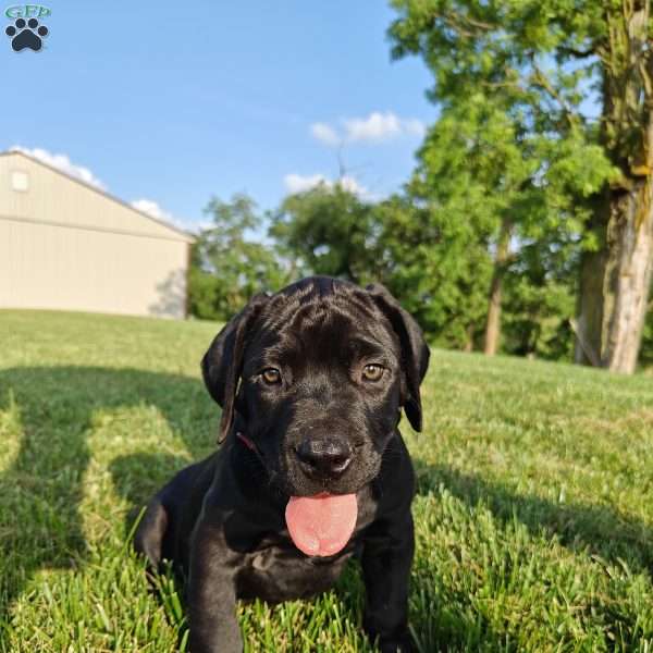 Apollo, African Boerboel Puppy