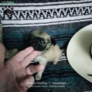 Frida, Chihuahua Puppy