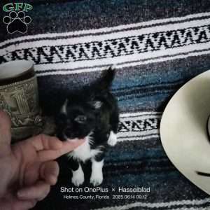 Flora, Chihuahua Puppy