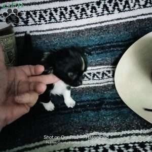 Flora, Chihuahua Puppy