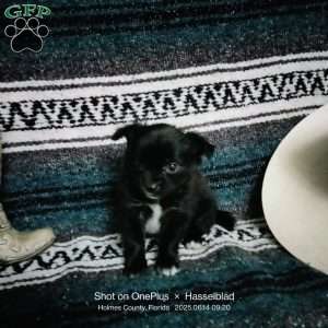 Junior, Chihuahua Puppy