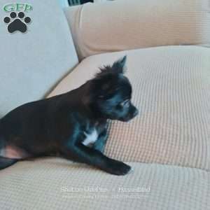 Junior, Chihuahua Puppy