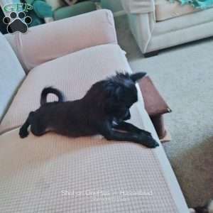 Bear, Chihuahua Puppy