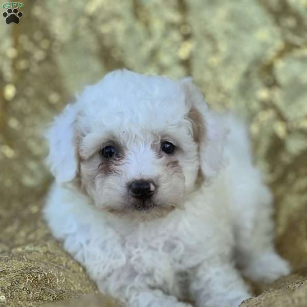 Cece, Bich-Poo Puppy