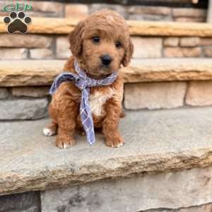 Ace, Goldendoodle Puppy