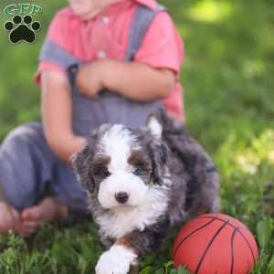 Nick, Mini Bernedoodle Puppy