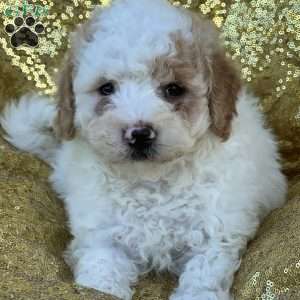 Claire, Bich-Poo Puppy