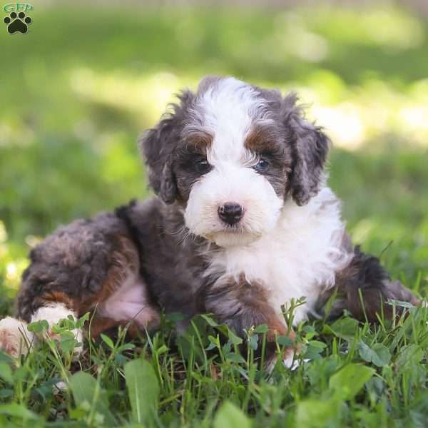 Nick, Mini Bernedoodle Puppy
