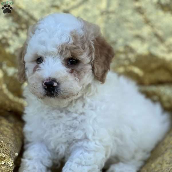 Claire, Bich-Poo Puppy