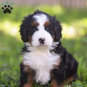 Nina, Mini Bernedoodle Puppy