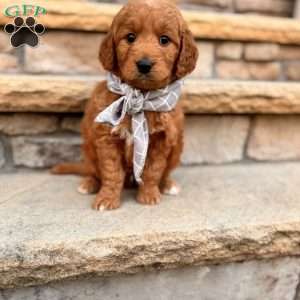 Dirk, Goldendoodle Puppy