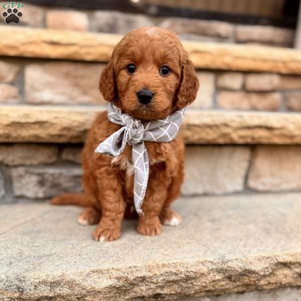 Dirk, Goldendoodle Puppy