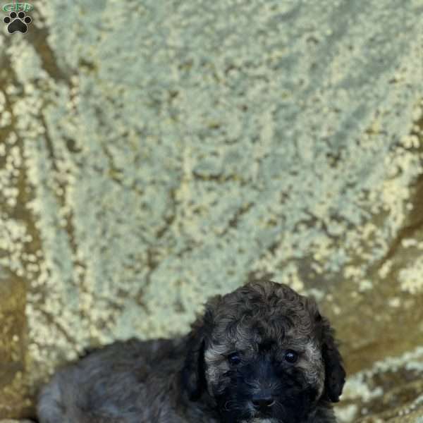 Carson, Bich-Poo Puppy