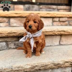 Dirk, Goldendoodle Puppy