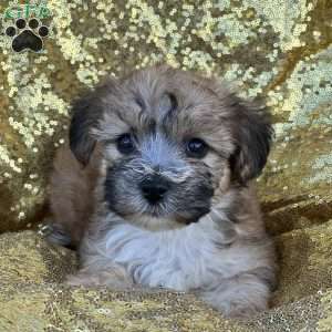 Roro, Yorkie-Chon Puppy