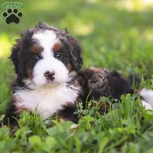 Nina, Mini Bernedoodle Puppy
