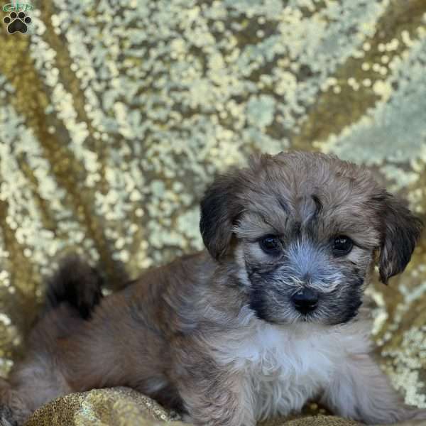 Roro, Yorkie-Chon Puppy