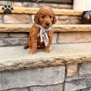 Dirk, Goldendoodle Puppy