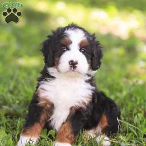 Nina, Mini Bernedoodle Puppy