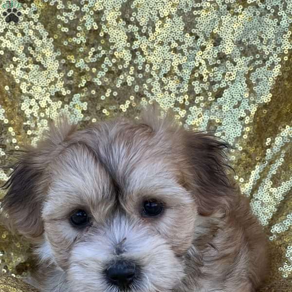 Ruby, Yorkie-Chon Puppy