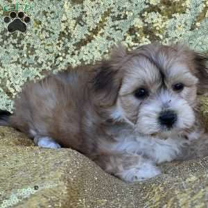 Ruby, Yorkie-Chon Puppy
