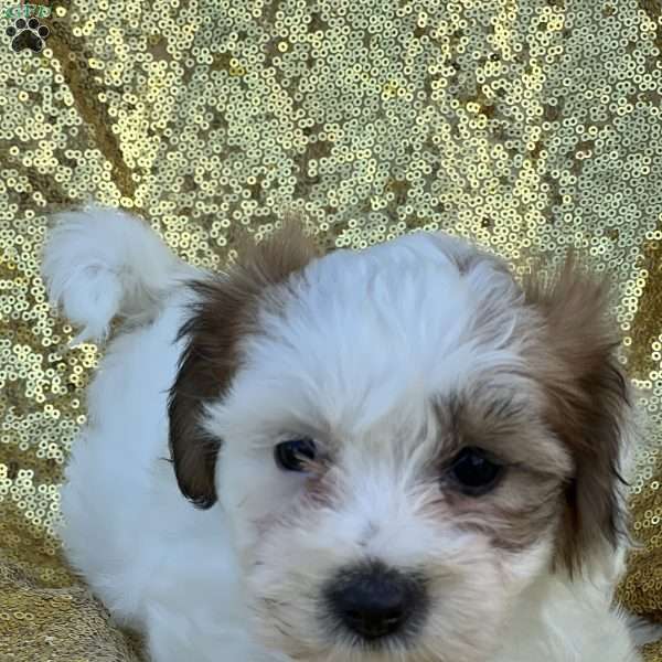 Reese, Yorkie-Chon Puppy