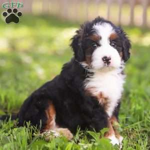Nina, Mini Bernedoodle Puppy