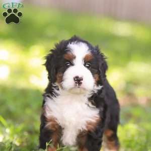 Nina, Mini Bernedoodle Puppy
