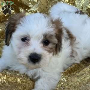 Reese, Yorkie-Chon Puppy