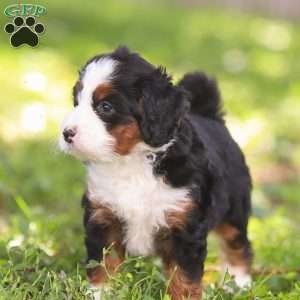 Nina, Mini Bernedoodle Puppy