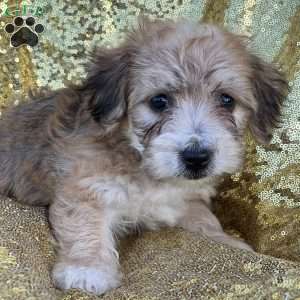 Ralph, Yorkie-Chon Puppy