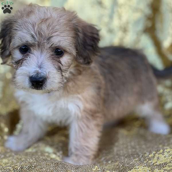 Ralph, Yorkie-Chon Puppy