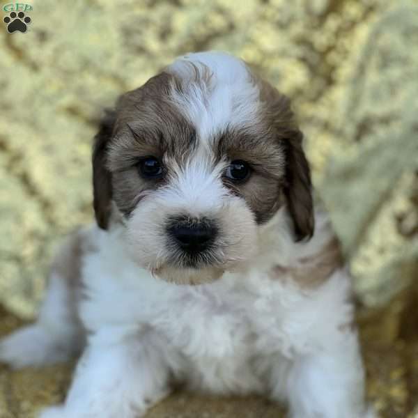 Reggie, Yorkie-Chon Puppy