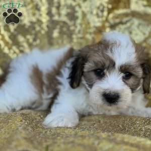 Reggie, Yorkie-Chon Puppy