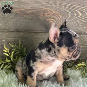 Oliver, Frenchton Puppy