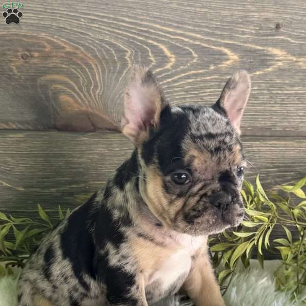 Oliver, Frenchton Puppy