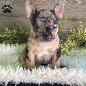 Oliver, Frenchton Puppy