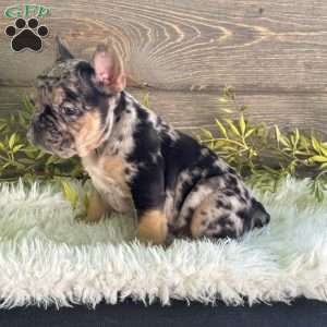 Oliver, Frenchton Puppy