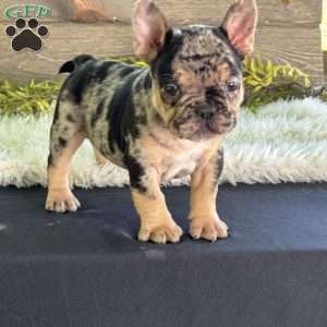 Oliver, Frenchton Puppy
