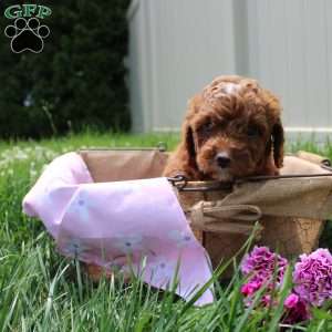 Brandi, Mini Labradoodle Puppy