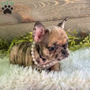 Bella, Frenchton Puppy