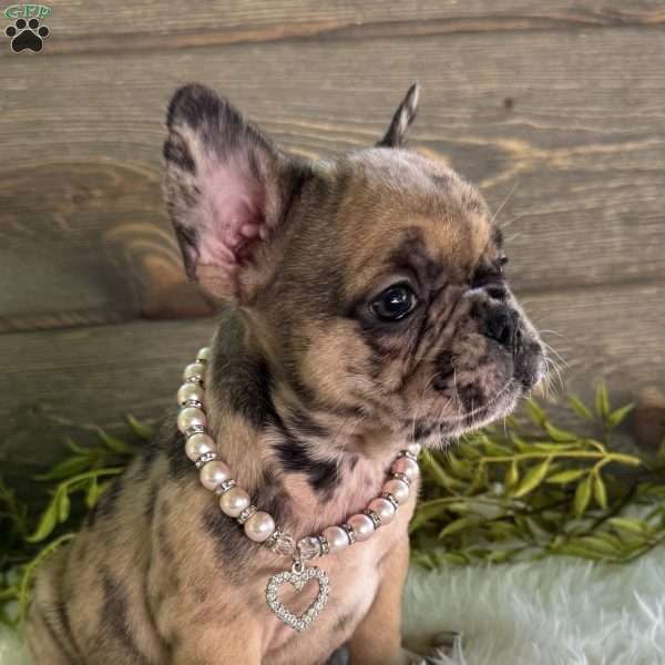 Bella, Frenchton Puppy